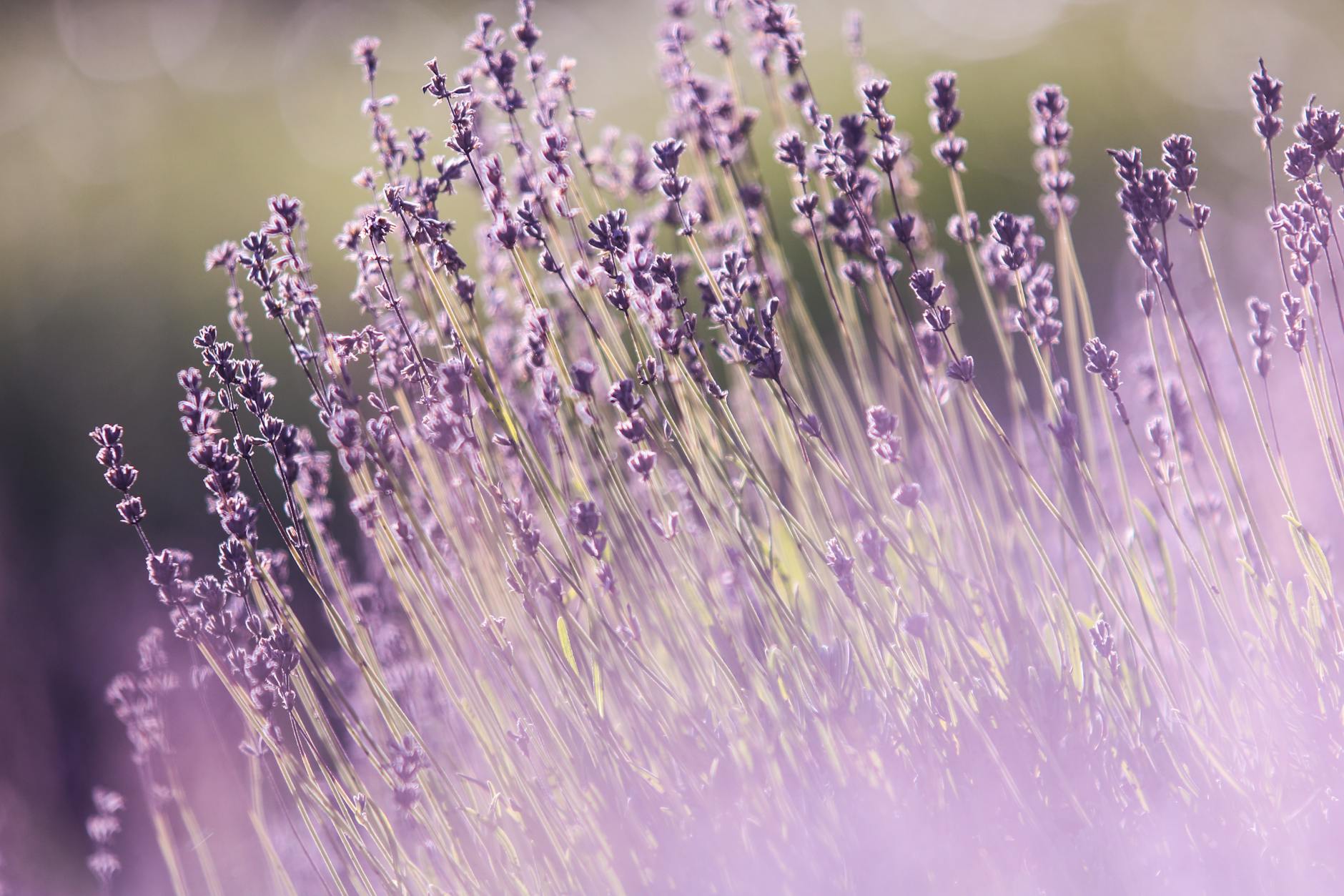 selective focus photography of purple lavender flowers